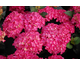 Hydrangea macrophylla Black Diamonds ® Red Angel