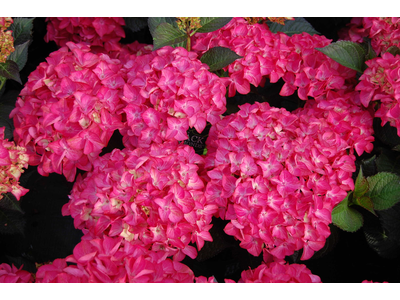 Hydrangea macrophylla