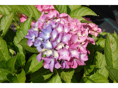 Hydrangea macrophylla