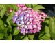 Hydrangea macrophylla Blauer Zwerg