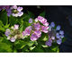 Hydrangea macrophylla Bläuling