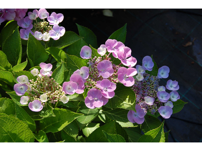 Hydrangea macrophylla