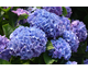 Hydrangea macrophylla Music Collection Blue Ballad