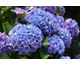 Hydrangea macrophylla