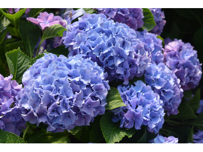 Hydrangea macrophylla