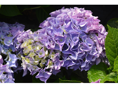 Hydrangea macrophylla