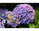 Hydrangea macrophylla