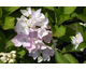 Hydrangea macrophylla