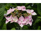 Hydrangea macrophylla Blue Sky