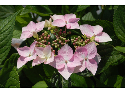 Hydrangea macrophylla