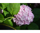 Hydrangea macrophylla Bouquet Rose