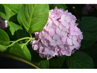 Hydrangea macrophylla