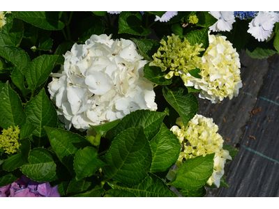 Hydrangea macrophylla