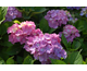 Hydrangea macrophylla Carmen