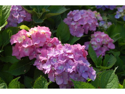 Hydrangea macrophylla