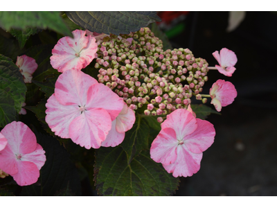 Hydrangea macrophylla