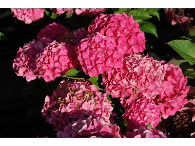 Hydrangea macrophylla