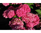 Hydrangea macrophylla Dalian ®
