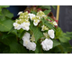 Hydrangea macrophylla Dancing Snow (Doppio Bianco)