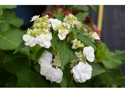 Hydrangea macrophylla