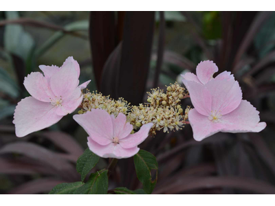 Hydrangea