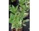 Hydrangea macrophylla Eclipse