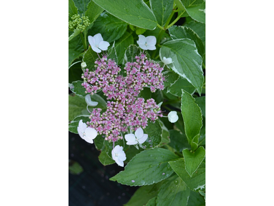 Hydrangea macrophylla