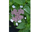 Hydrangea macrophylla Eclipse