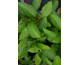 Hydrangea macrophylla Elfy