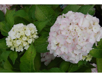 Hydrangea macrophylla