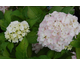 Hydrangea macrophylla