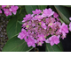 Hydrangea macrophylla