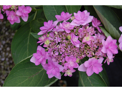 Hydrangea macrophylla