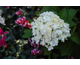 Hydrangea macrophylla