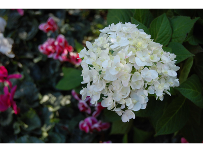 Hydrangea macrophylla