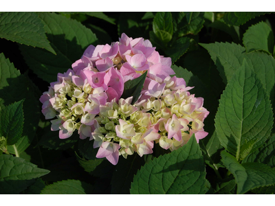 Hydrangea macrophylla