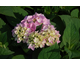 Hydrangea macrophylla