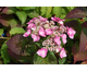 Hydrangea macrophylla