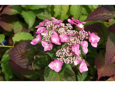 Hydrangea macrophylla