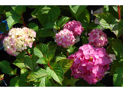 Hydrangea macrophylla