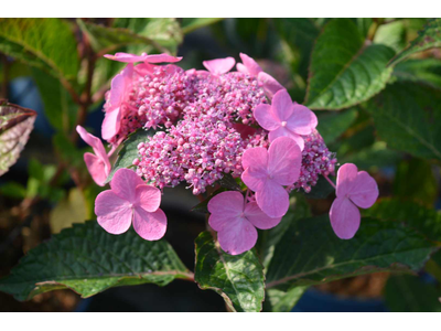 Hydrangea macrophylla