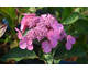 Hydrangea macrophylla