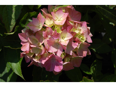 Hydrangea macrophylla