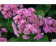 Hydrangea macrophylla Eternity - serie You and Me