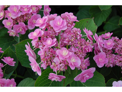 Hydrangea macrophylla