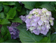 Hydrangea macrophylla