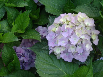 Hydrangea macrophylla