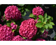 Hydrangea macrophylla Ever Belles ® Red
