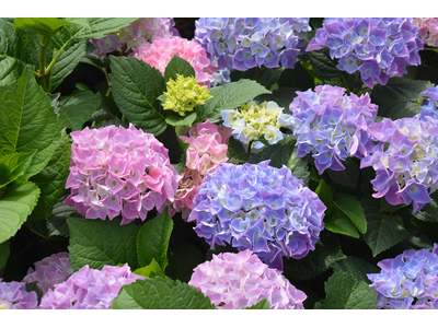 Hydrangea macrophylla