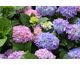Hydrangea macrophylla